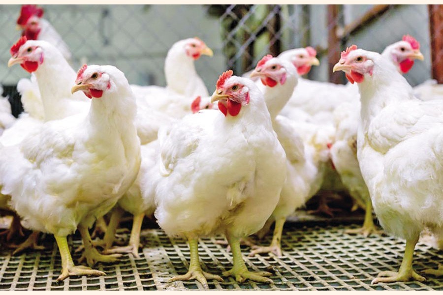 Broiler chicken, eggs prices soar over the week The Financial Express